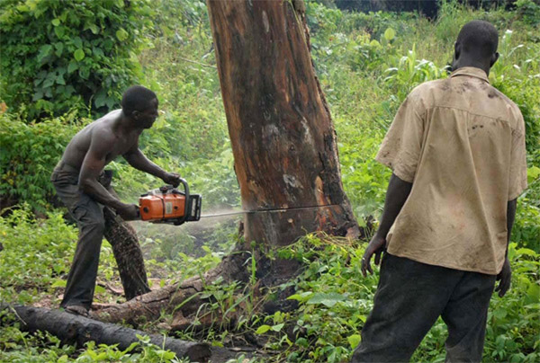 Những hệ lụy của nạn phá rừng đối với nền kinh tế Kenya